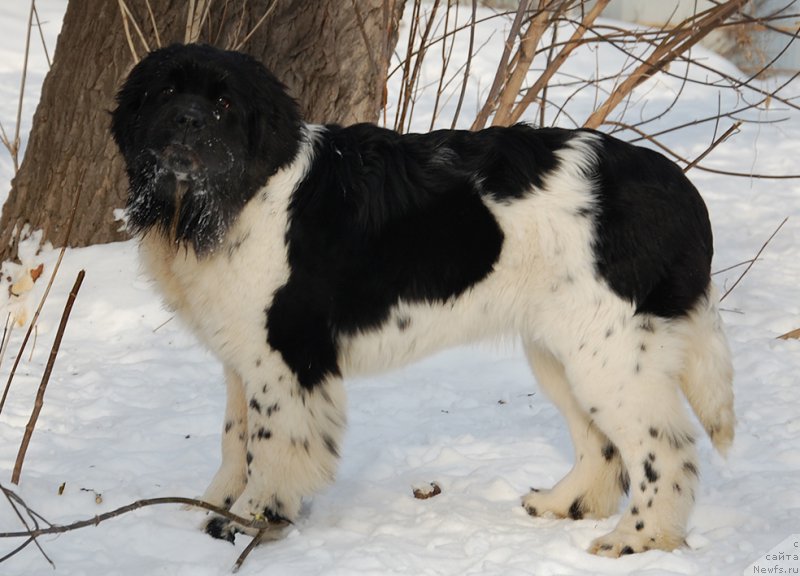 Фотография № 173996