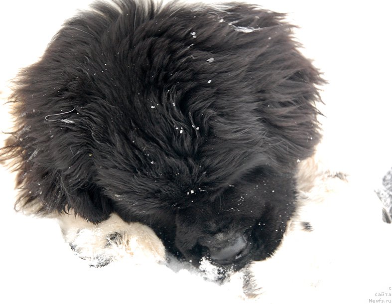 Фото: ньюфаундленд Маг Исполин Онега