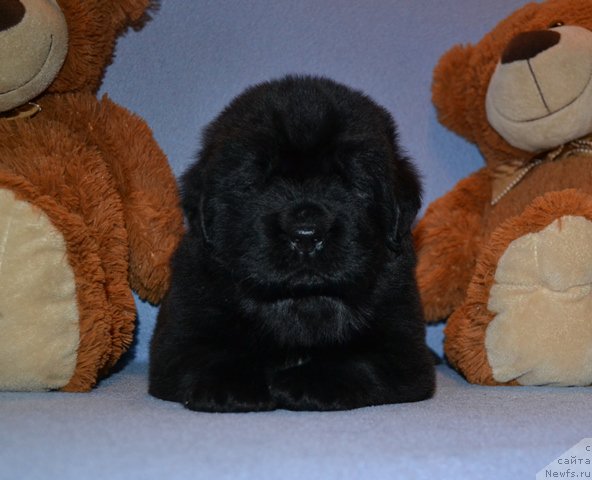 Фотография № 174005