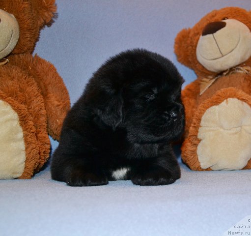 Фотография № 174007