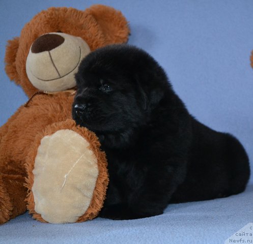 Фотография № 174009