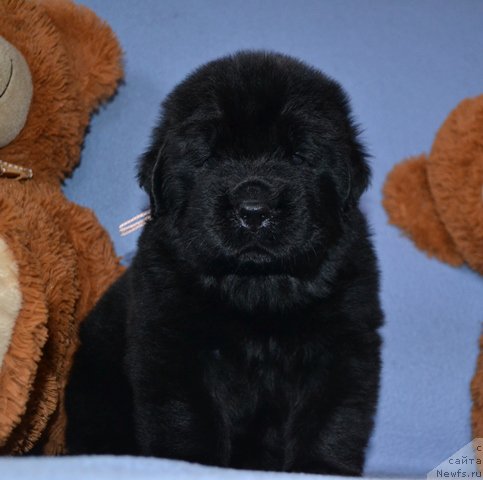 Фотография № 174010