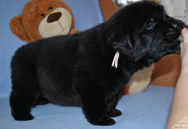 Фотография № 174011