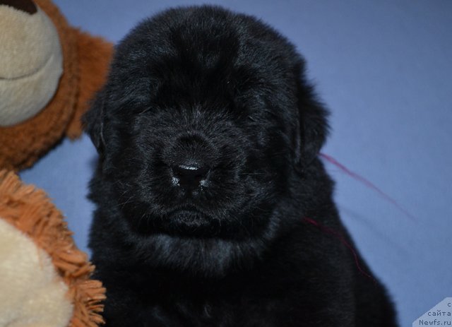 Фотография № 174014