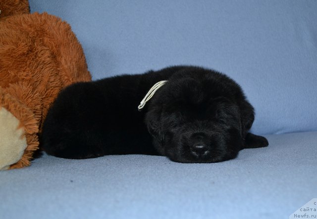 Фотография № 174016