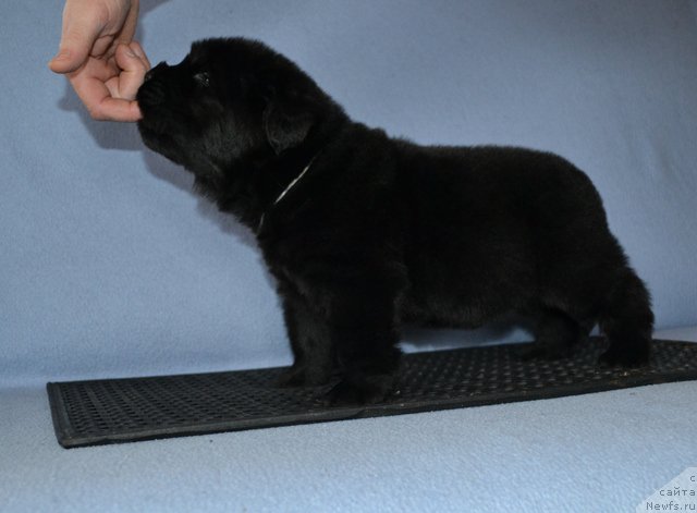 Фотография № 174018