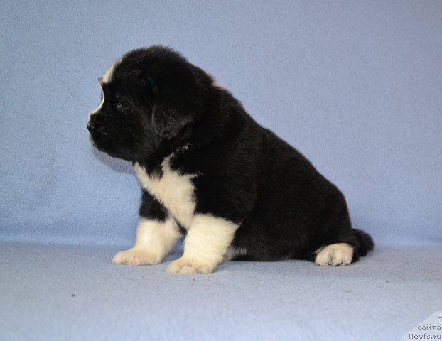 Фотография № 174020