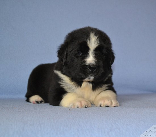 Фотография № 174021