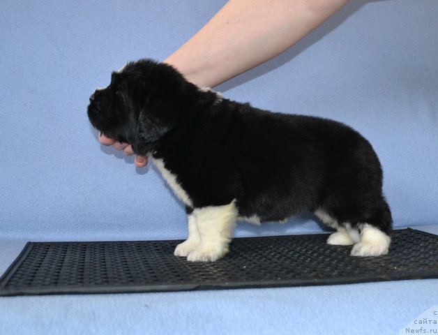 Фотография № 174022