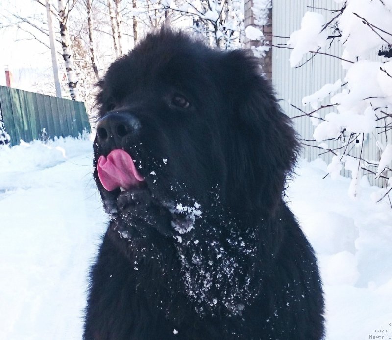 Фото: ньюфаундленд Черная Мафия Шродингер Тхеору (Chernaya Mafia Shrodinger Theory)