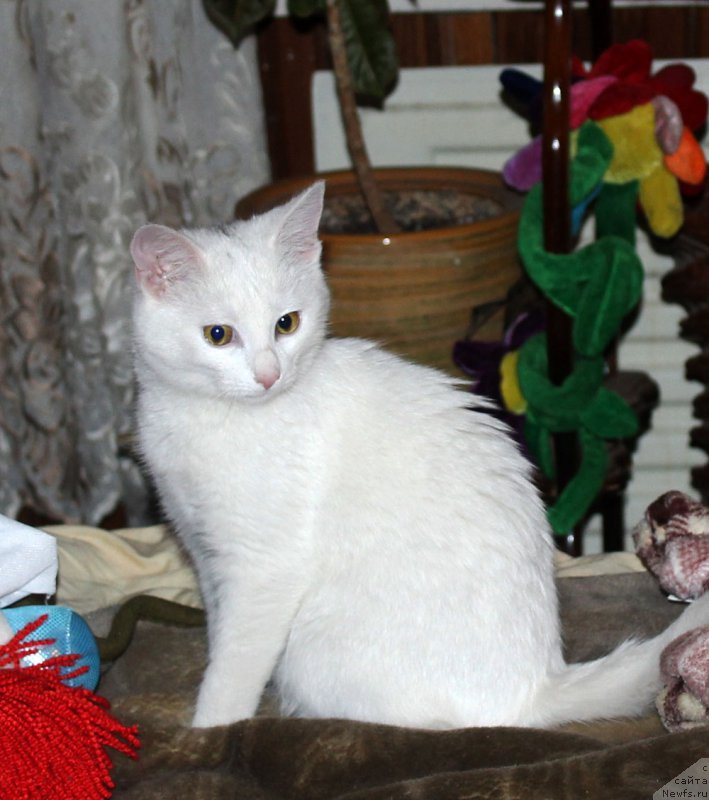 Фотография № 174032