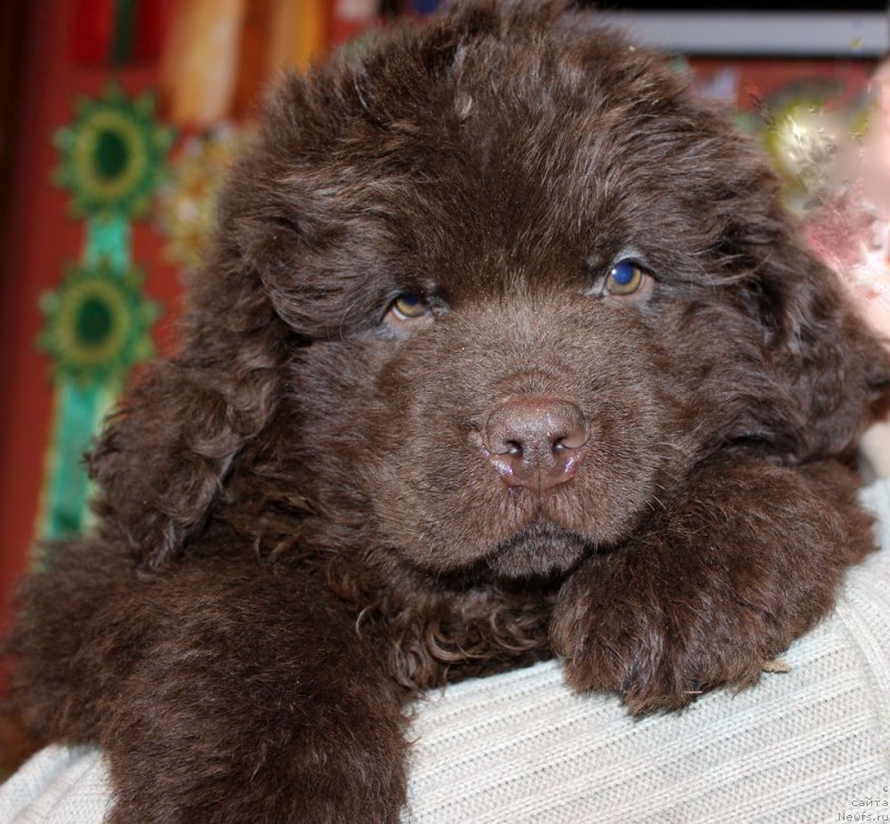 Фото: ньюфаундленд Парис Браун Элерон