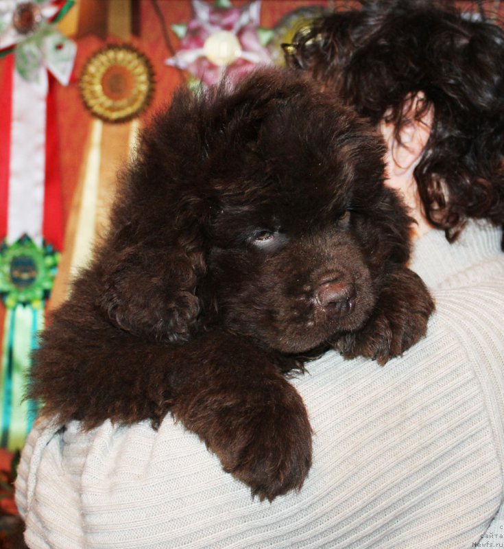 Фото: ньюфаундленд Парис Браун Элерон