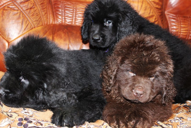 Фото: ньюфаундленд Персей Ревайва Кид, ньюфаундленд Парис Браун Элерон, ньюфаундленд Пелей Клеве Лэд