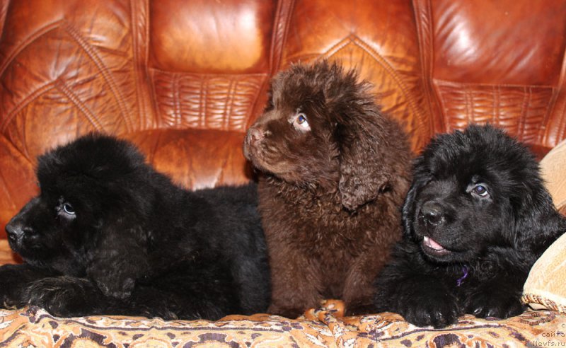 Фотография № 174036