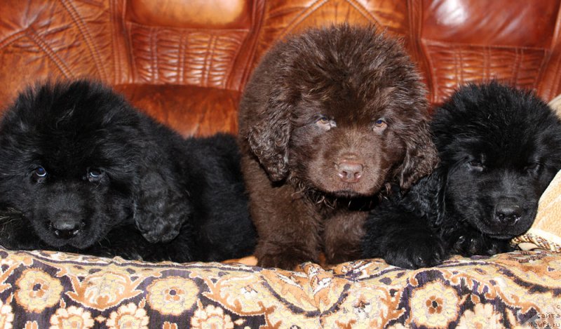 Фотография № 174037