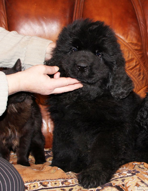 Фото: ньюфаундленд Персей Ревайва Кид