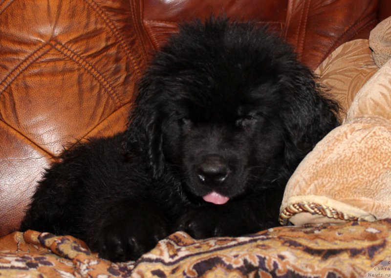 Фото: ньюфаундленд Пелей Клеве Лэд