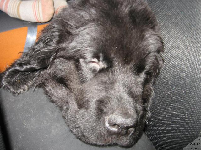 Фото: ньюфаундленд Энергия Океана