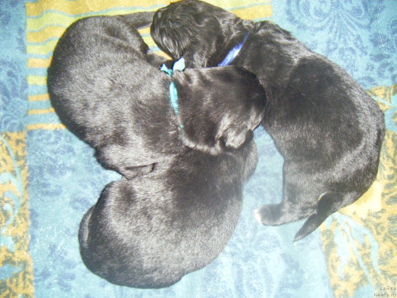 Фото: Дети, ньюфаундленд Bella Donna Barbaresco Super Mishka, ньюфаундленд On Aroll Midnight Bear