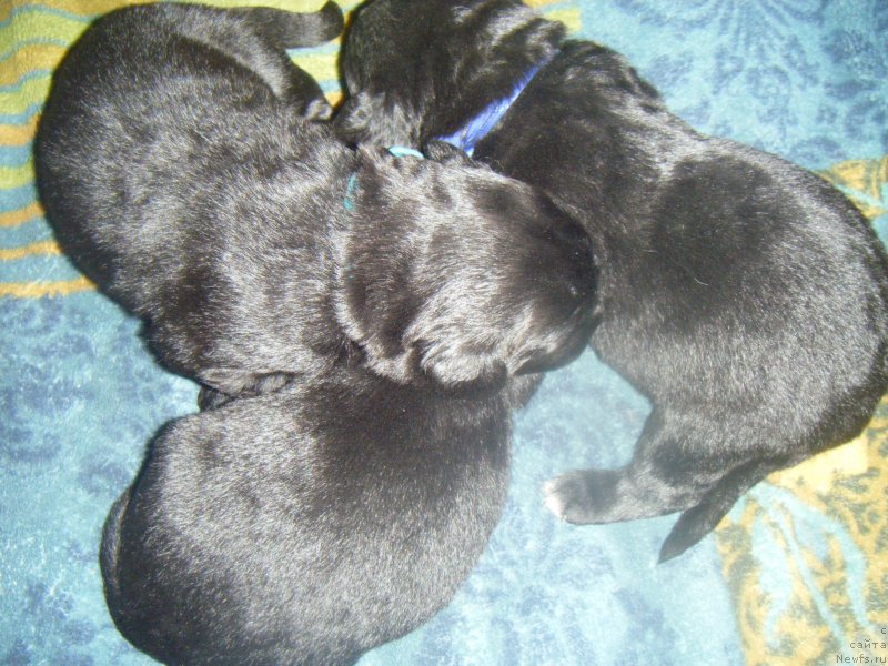 Фото: Дети, ньюфаундленд Bella Donna Barbaresco Super Mishka, ньюфаундленд On Aroll Midnight Bear