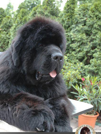 Фото: ньюфаундленд And I'm Great To Be Back