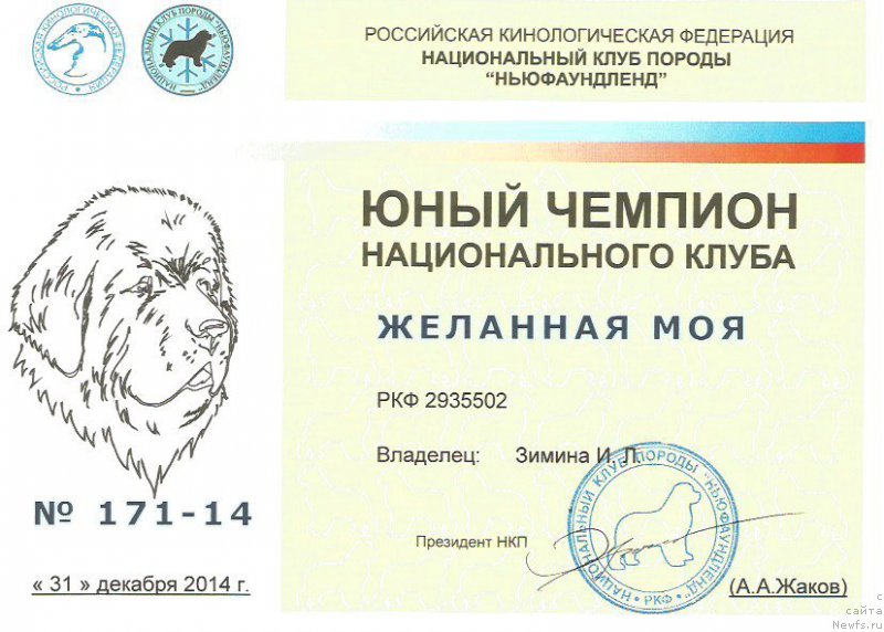 Фото: ньюфаундленд Желанная Моя, Инна Зимина