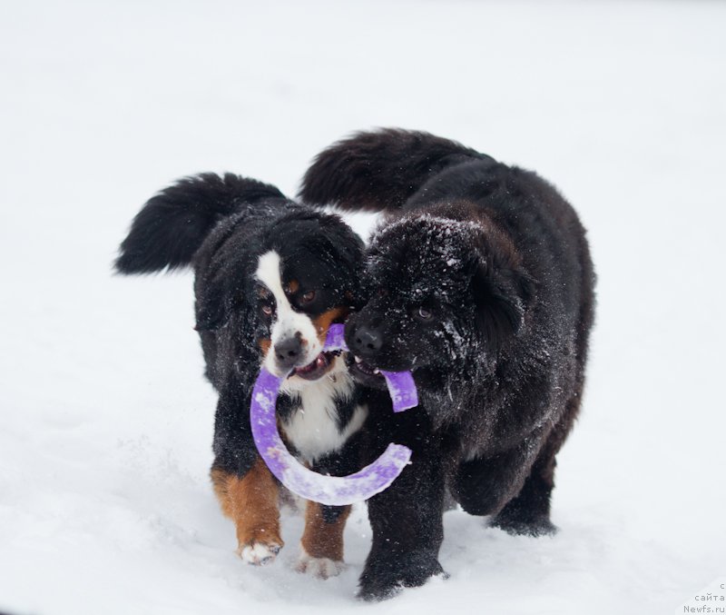 Фото: ньюфаундленд Акватория Келвин Американка