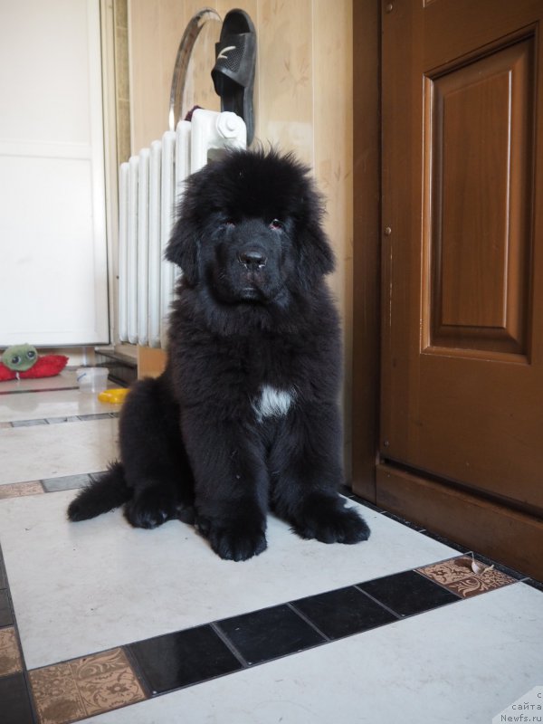 Фото: ньюфаундленд Ньюфорт Астон Мартин для С'Нежной Вьюги