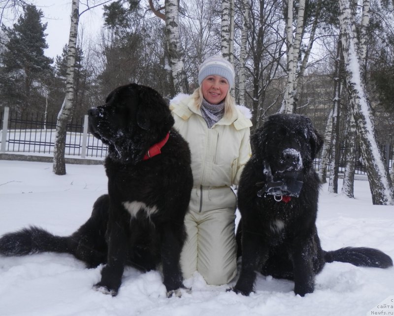 Фото: ньюфаундленд Арна (Arna), ньюфаундленд My Frend Newfy' Abigail Miss Churchill, Наталья Афанасьева