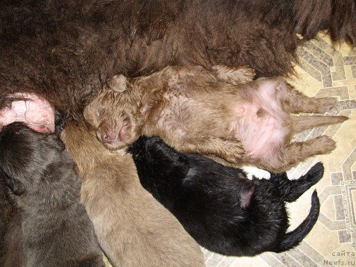 Фото: дети, ньюфаундленд Черный Шарм Амбер Бест Дог ФО Марлеон, ньюфаундленд Аквамариновая Красотка для Марлеон