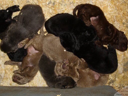 Фото: помёт, ньюфаундленд Черный Шарм Амбер Бест Дог ФО Марлеон, ньюфаундленд Аквамариновая Красотка для Марлеон