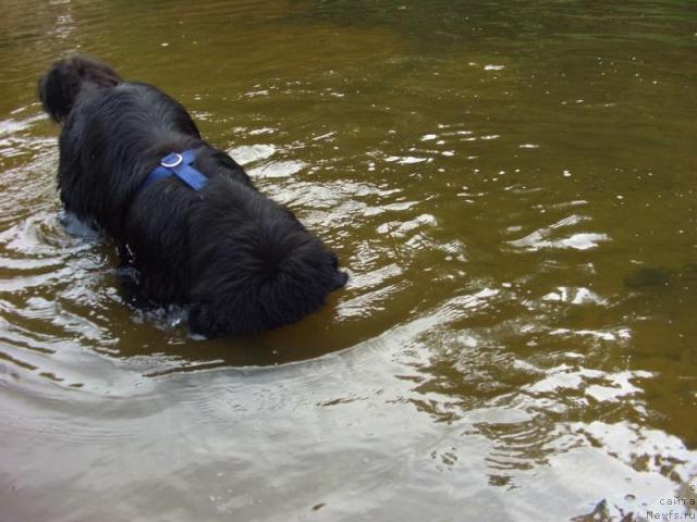 Фото: ньюфаундленд Акин Соул София