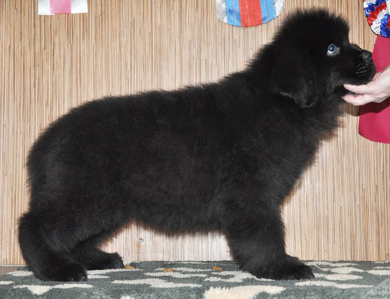 Фото: Бегущая по волнам Анаис Анаис