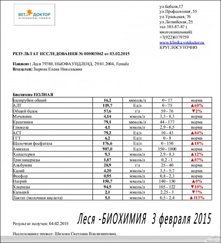 Фото: ньюфаундленд Валенсия Черная Жемчужина