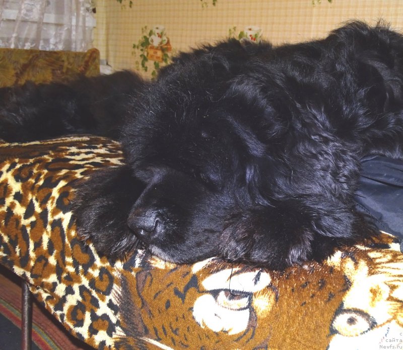 Фото: ньюфаундленд Акин Соул София