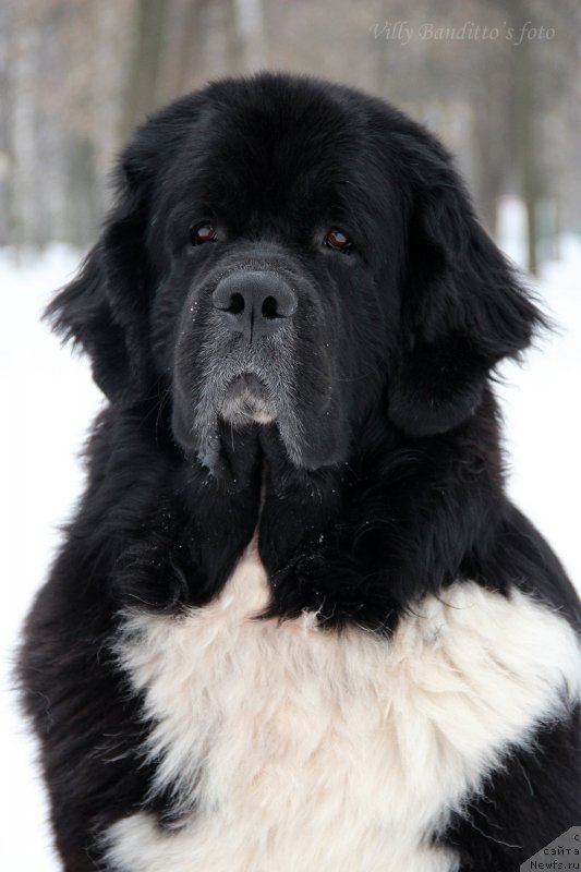 Фото: ньюфаундленд Старбимовлав Гардемарин