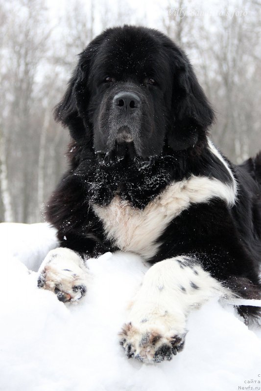 Фото: ньюфаундленд Старбимовлав Гардемарин