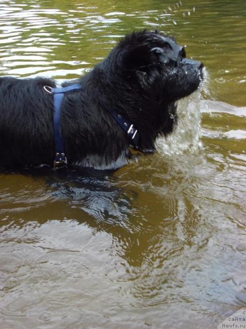 Фото: ньюфаундленд Акин Соул София