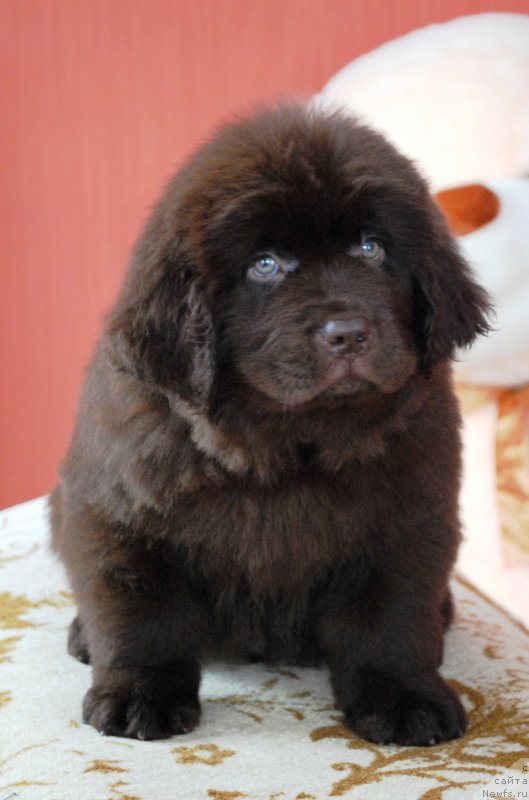 Фото: ньюфаундленд Моя Стихия Король Лев