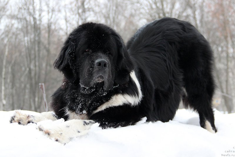 Фотография № 174156