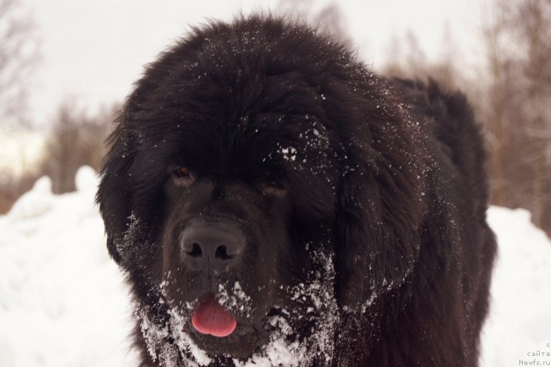 Фото: ньюфаундленд Питерньюф Чабот Армагнак