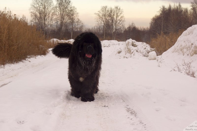 Фото: ньюфаундленд Питерньюф Чабот Армагнак