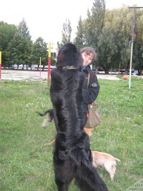 Фото: ньюфаундленд Арманьяк Души Моей, Дарья Гусынина