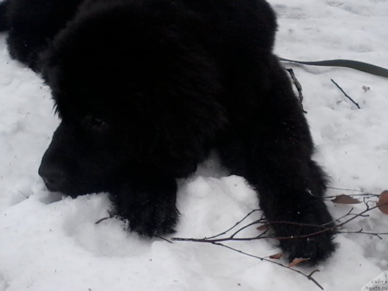 Фото: ньюфаундленд Питерньюф Азарт (Piternyuf Azart)