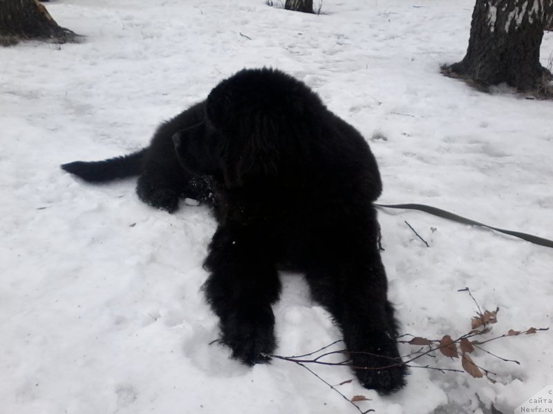 Фото: ньюфаундленд Питерньюф Азарт (Piternyuf Azart)