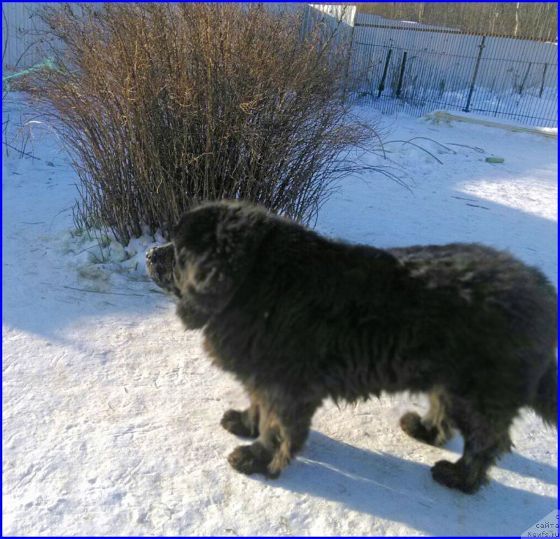 Фотография № 174179