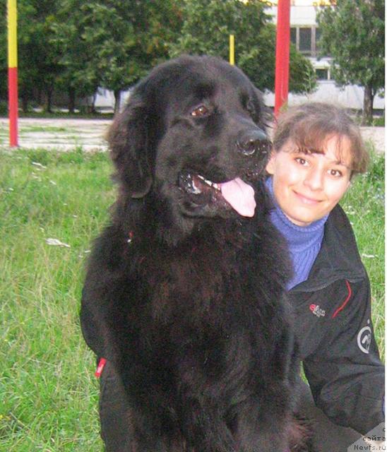 Фото: ньюфаундленд Арманьяк Души Моей, Дарья Гусынина