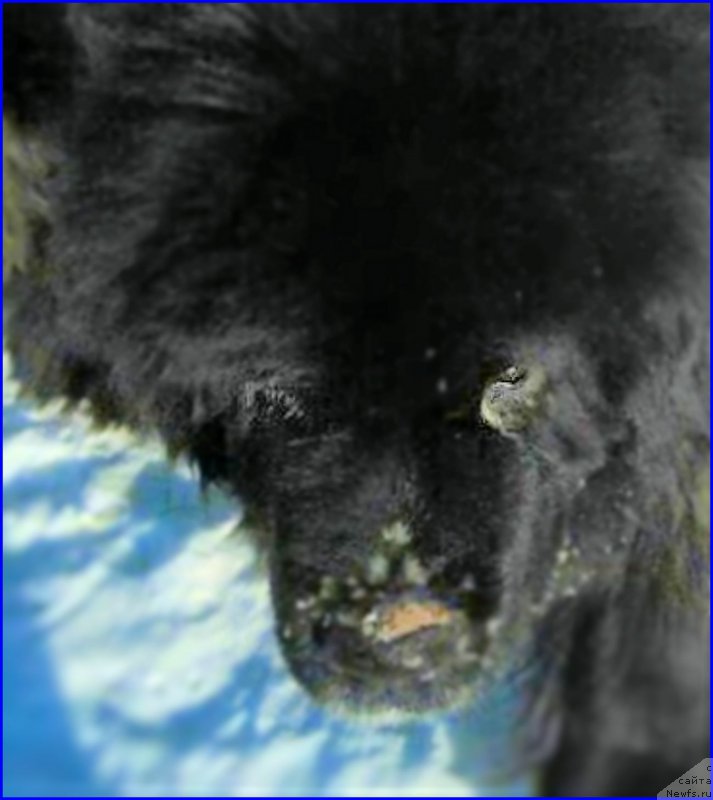 Фото: ньюфаундленд Валенсия Черная Жемчужина