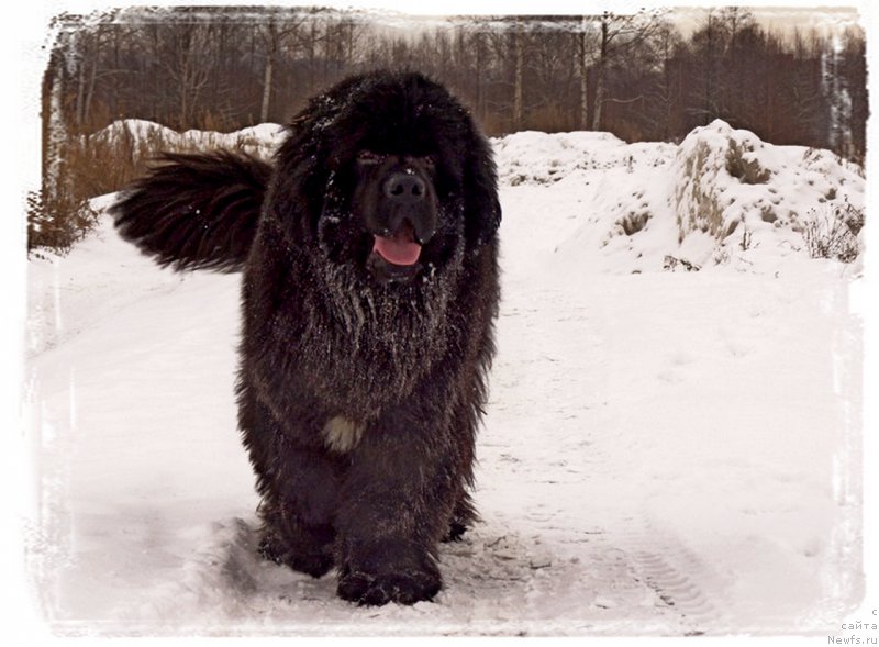 Фото: ньюфаундленд Питерньюф Чабот Армагнак